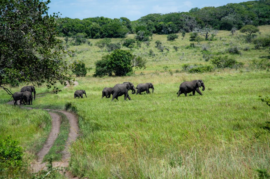 Maputo Special Reserve, Maputo Province, Mozambique